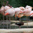 服务器攻击方式